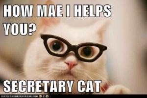 secretary cat
